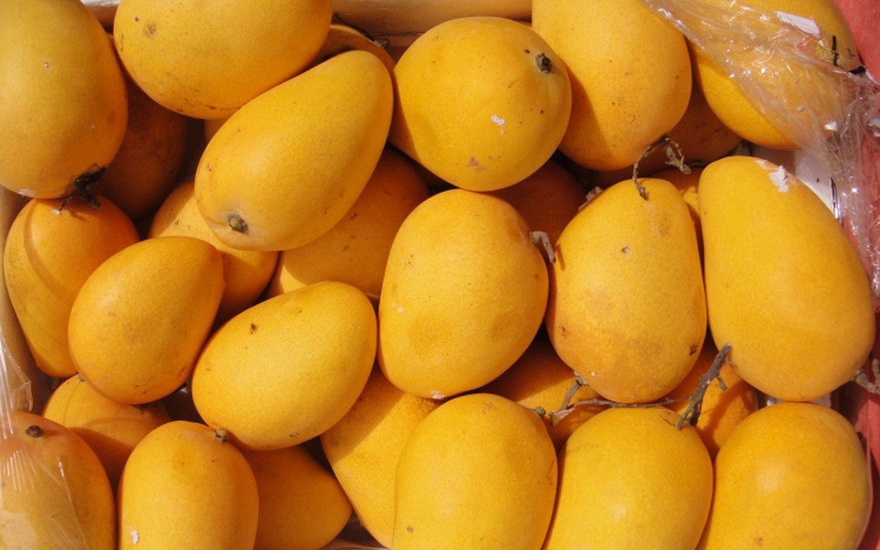 المانجو السكري