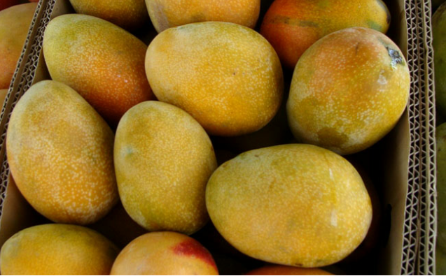 مانجو عويس